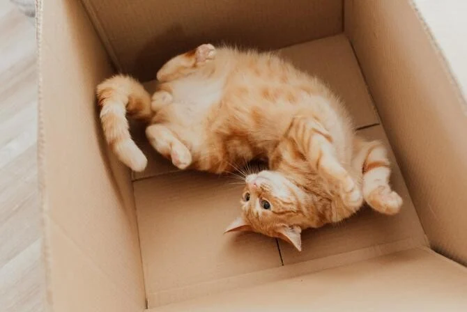 De ce adora pisicile sa stea in cutii de carton?